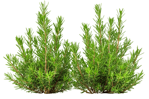Fresh rosemary plants for culinary use in various dishes png