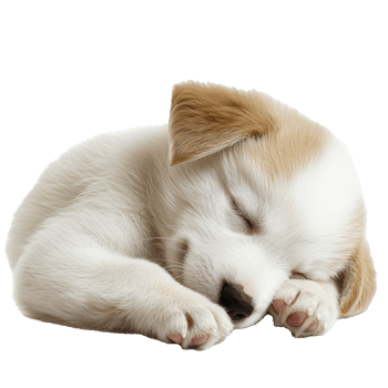 Cute puppy sleeping peacefully on transparent background png