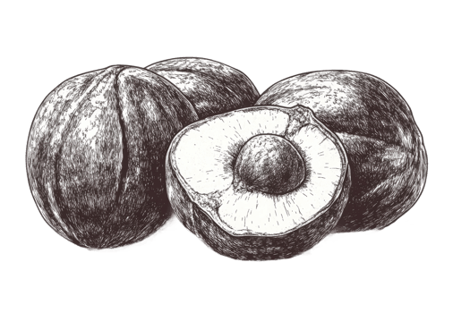 Tropical fruit illustration on transparent background png
