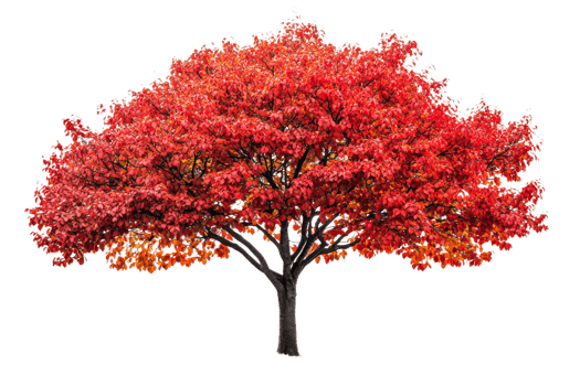 Vibrant autumn tree with red and orange leaves png