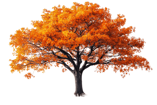 Vibrant orange tree showcasing autumn foliage png