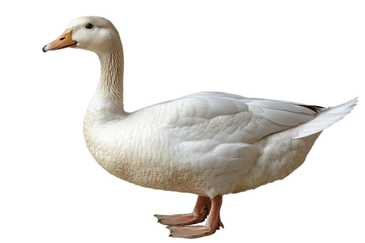 White duck standing on a transparent background png