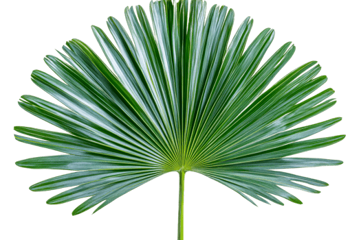 Large green palm leaf on transparent background png