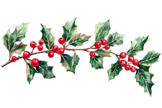 Colorful holly branch with berries on clear background png