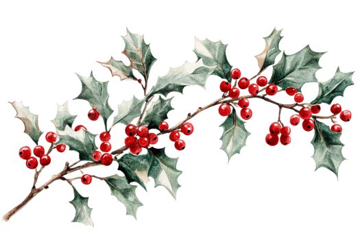 Holly branch with bright red berries and lush green leaves png