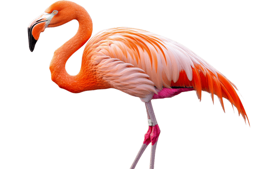 Colorful flamingo on a transparent background png