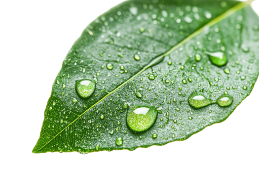 Water droplets on a green leaf with transparent background png