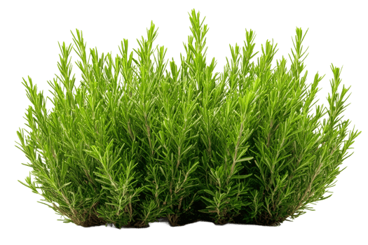 Fresh green rosemary plant on transparent background png
