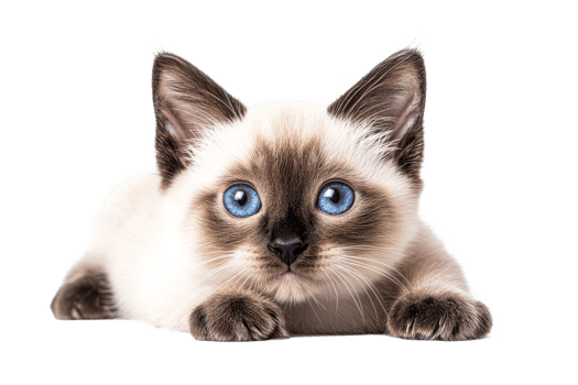 Cute Siamese kitten with striking blue eyes relaxing png