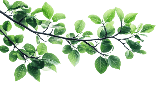 Vibrant green leaves on a branch against a clear background png