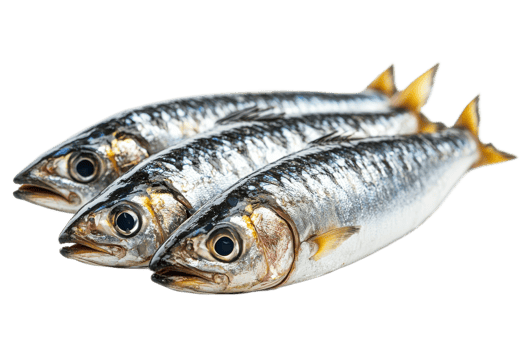 Freshly caught mackerel on a transparent background png
