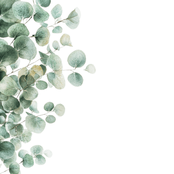 Eucalyptus leaves beautifully arranged png