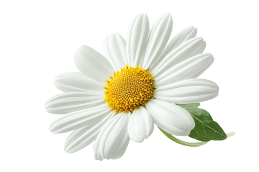 White daisy with yellow center, cut out transparent png