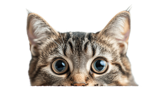 Curious cat peeking over an edge with wide eyes png