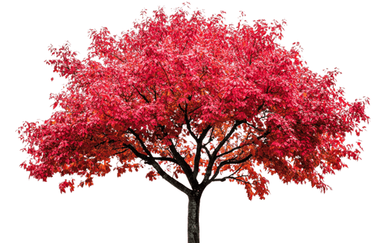 Colorful autumn tree with vibrant red leaves png