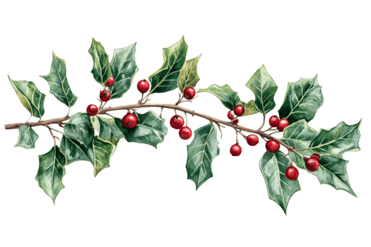 Holly branch with vibrant red berries and green leaves png