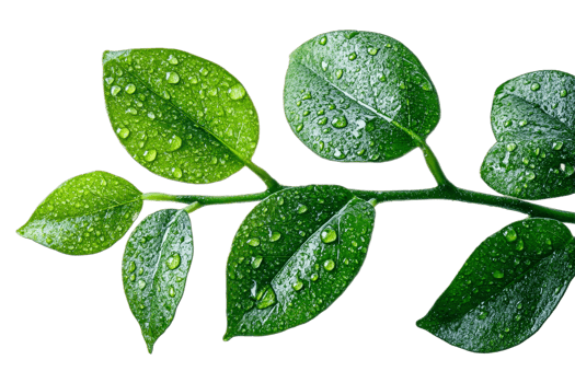 Fresh green leaves with droplets on a transparent background png