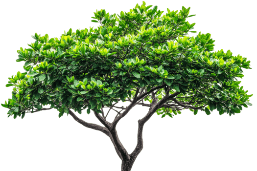 Lush green tree with vibrant foliage and sturdy trunk png