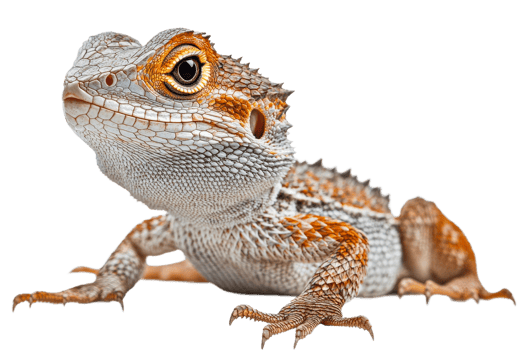 Colorful lizard resting calmly on a flat surface png