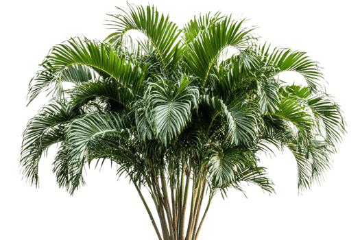 Lush palm tree with vibrant green fronds in sunny location png