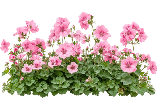 Pink geranium flowers blooming in a garden setting png