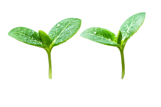 Green seedlings with droplets on a clear background png