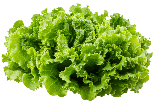 Crisp green lettuce on transparent background png