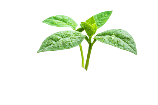 Green leaves with droplets on a transparent background png