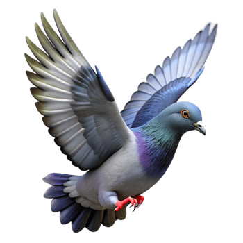 wonderful traditional Pigeon Taking Flight Cutout Upward Angle professional png