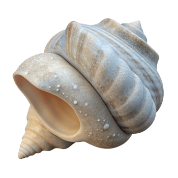 dramatic artistic Single Seashell on White Sand Transparent Background genuine png