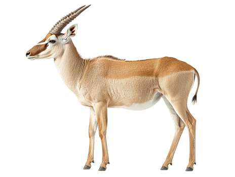 Eland antelope isolated on transparent background png