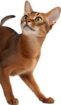Stylish Abyssinian cat with smooth coat and detailed almond eyes clipart. . png