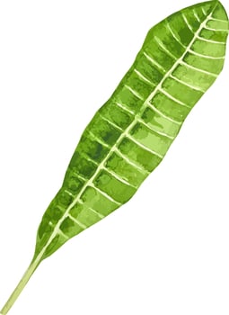 Watercolor tropical green leaf plumeria flower leaf clipart hand drawn vector