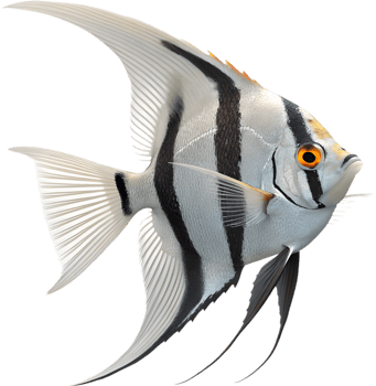 Angelfish Clipart with Colorful Fins for Fish Lovers. . png
