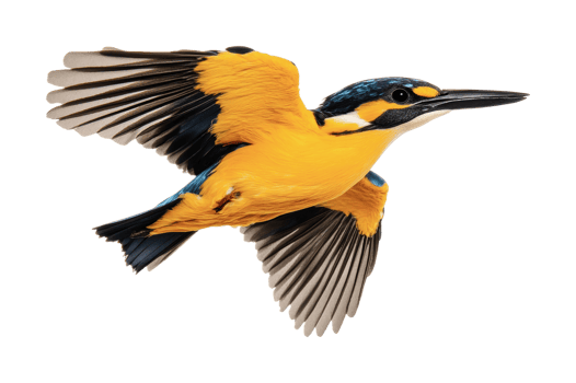 Colorful kingfisher in mid-flight with outstretched wings png