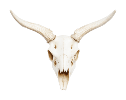 Symmetrical bull skull with long horns on black background png