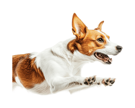Energetic mixed breed dog leaping with joyful expression png