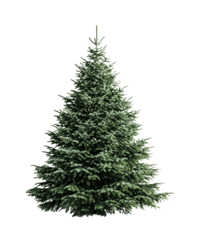 Lush evergreen pine tree isolated on black background png