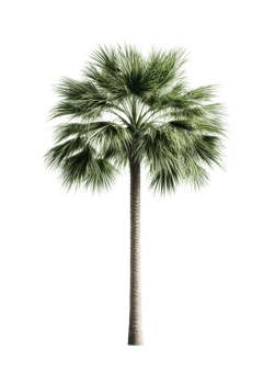 Lush green palm tree on a transparent background png