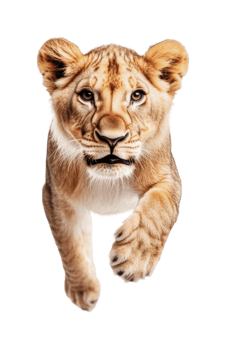 Young lioness running forward with intense gaze png
