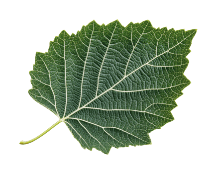 Detail of a green leaf with intricate veins on black background png