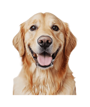 Golden retriever dog with happy expression and tongue out png