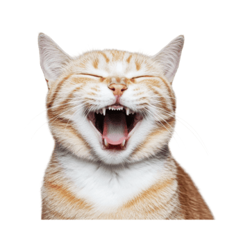 Close-up of a funny yawning orange tabby cat with closed eyes png