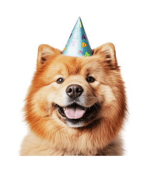 Fluffy chow chow wearing birthday party hat with happy expression png