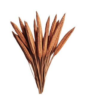 Dried millet cluster on black background highlighting natural texture and color png