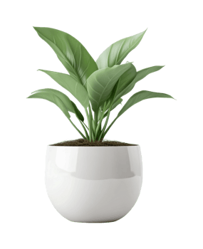 Lush green plant in elegant white ceramic pot png