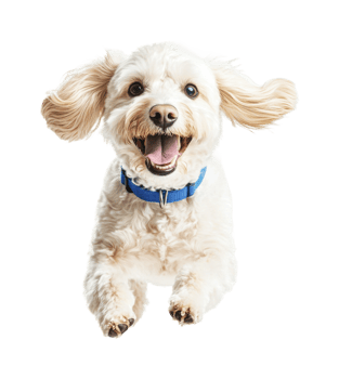 Happy small fluffy dog jumping with blue collar png