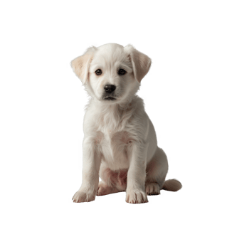 Cute Golden Retriever Puppies png