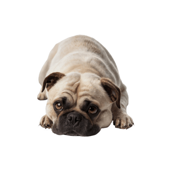 Lazy pug dog png