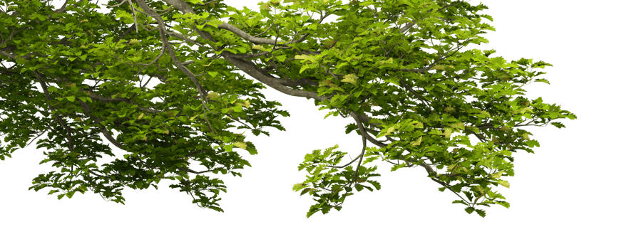 Jungle greenery tropics tree branches cutout transparent backgrounds 3d illustrations png